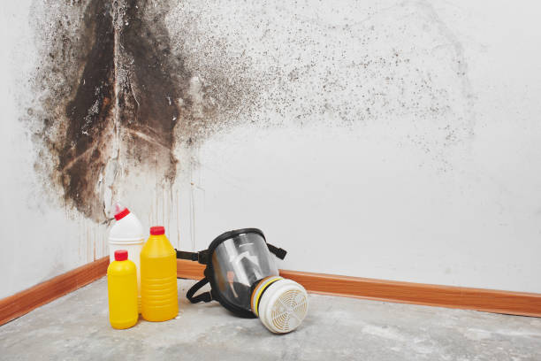 Best Mold Cleaning Services  in Harahan, LA