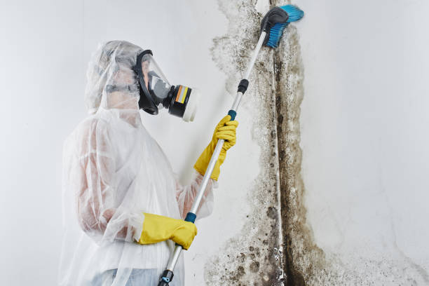 Best Residential Mold Removal  in Harahan, LA