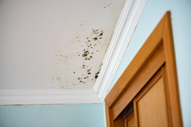 Best Crawl Space Mold Removal  in Harahan, LA