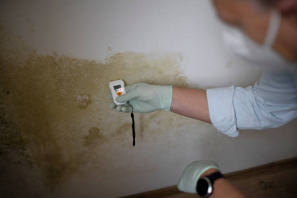 Best Best Mold Removal Companies  in Harahan, LA