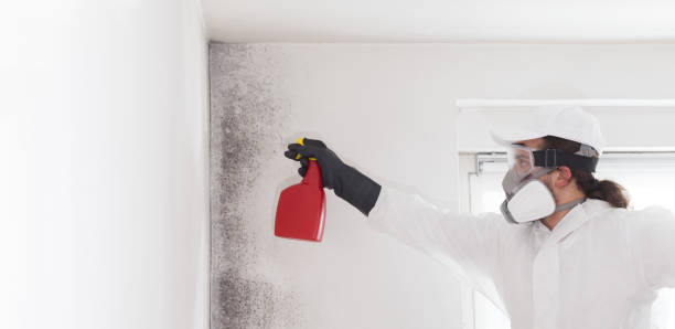 Best Affordable Mold Removal  in Harahan, LA