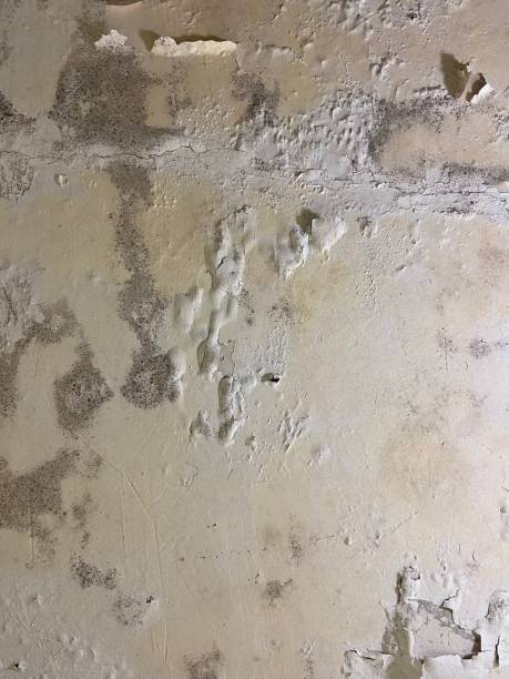 Best Mold Testing  in Harahan, LA