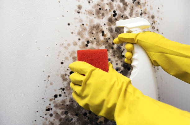 Best Certified Mold Removal  in Harahan, LA