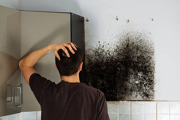 Best Home Mold Removal  in Harahan, LA