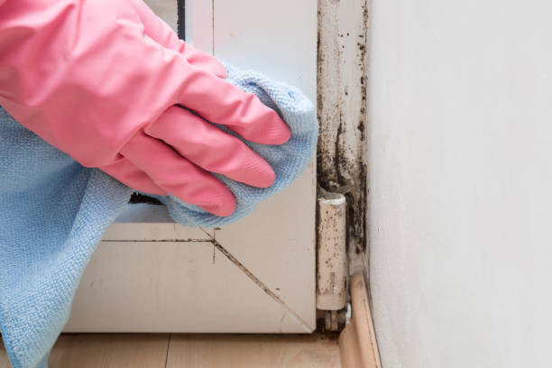 Mold Testing and Removal in Harahan, LA
