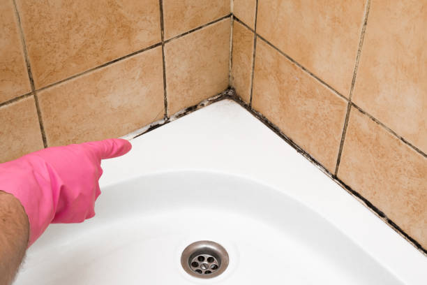 Best Attic Mold Removal  in Harahan, LA